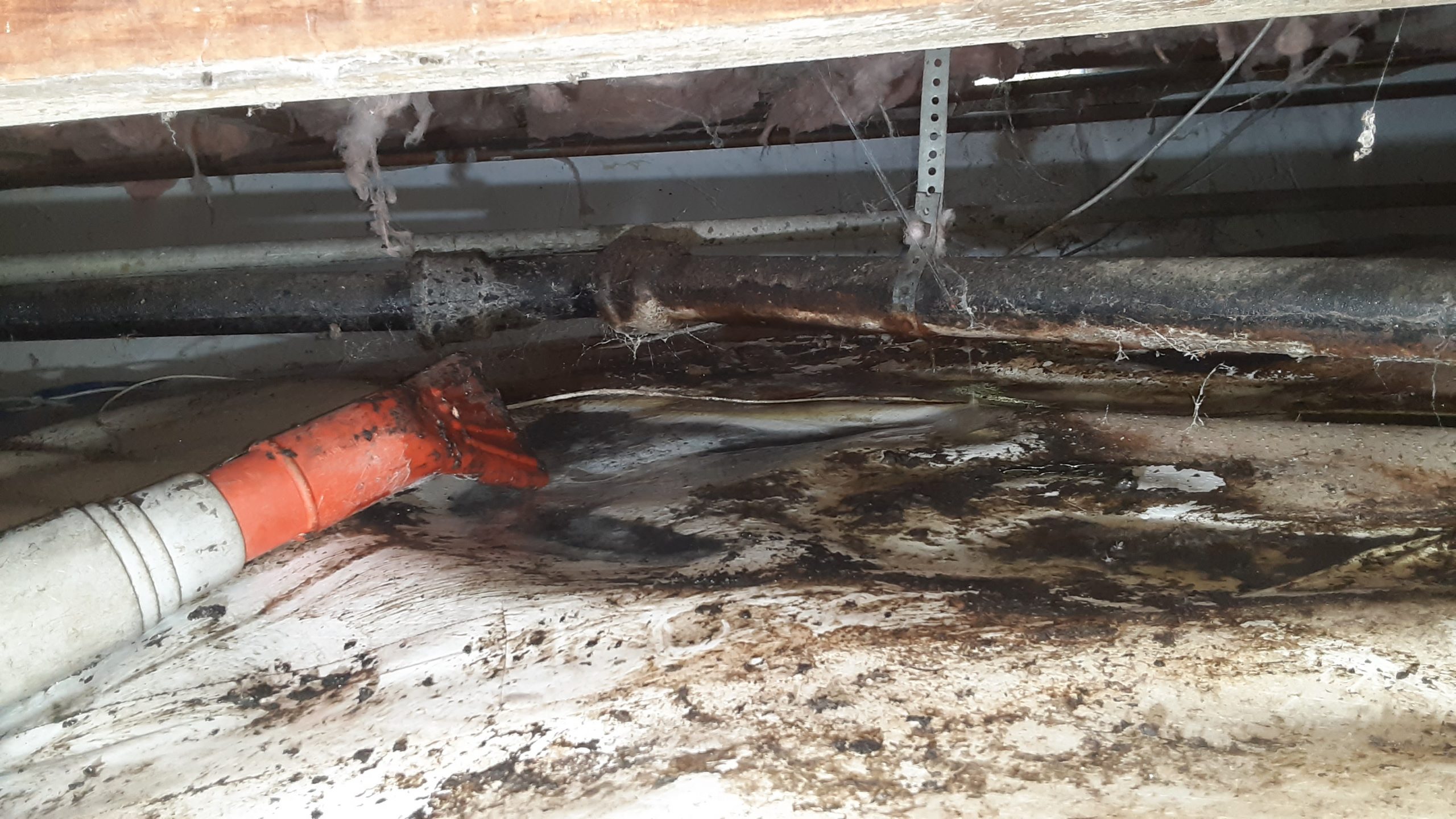 Crawlspace and Attic Cleaning